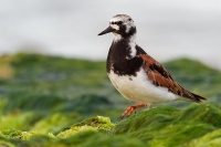Kamenacek pestry - Arenaria interpres - Ruddy Turnstone o1192